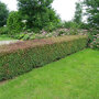 Esdoornhaag (Acer campestre)